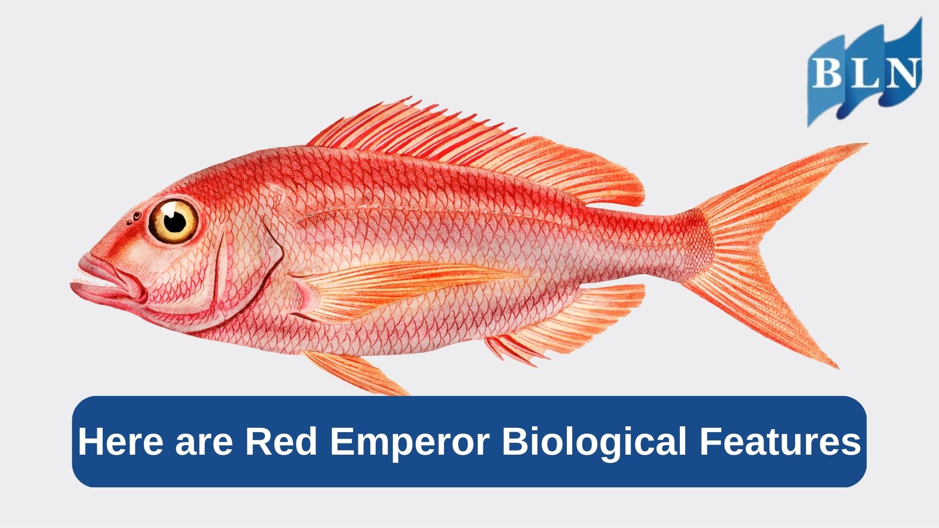 Here are Red Emperor Biological Features